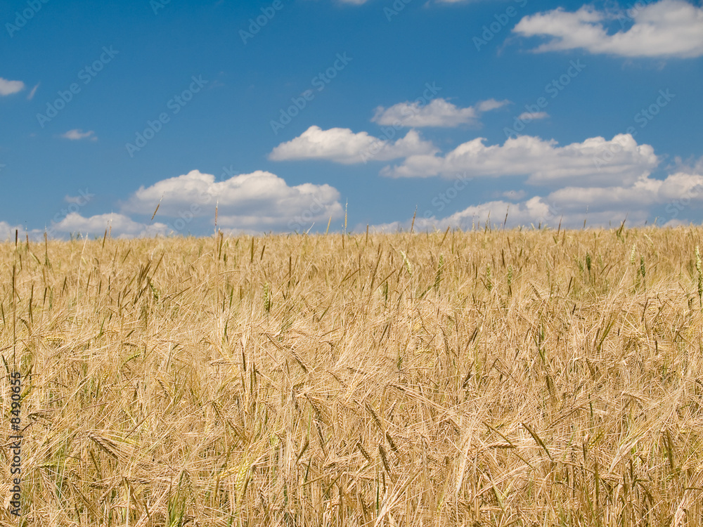 landscape with wheat field and blue sky background