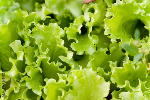 lettuce