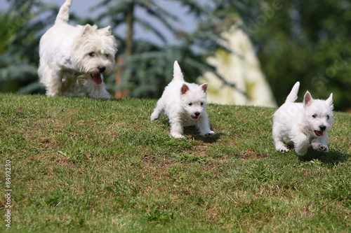 course de westies photo