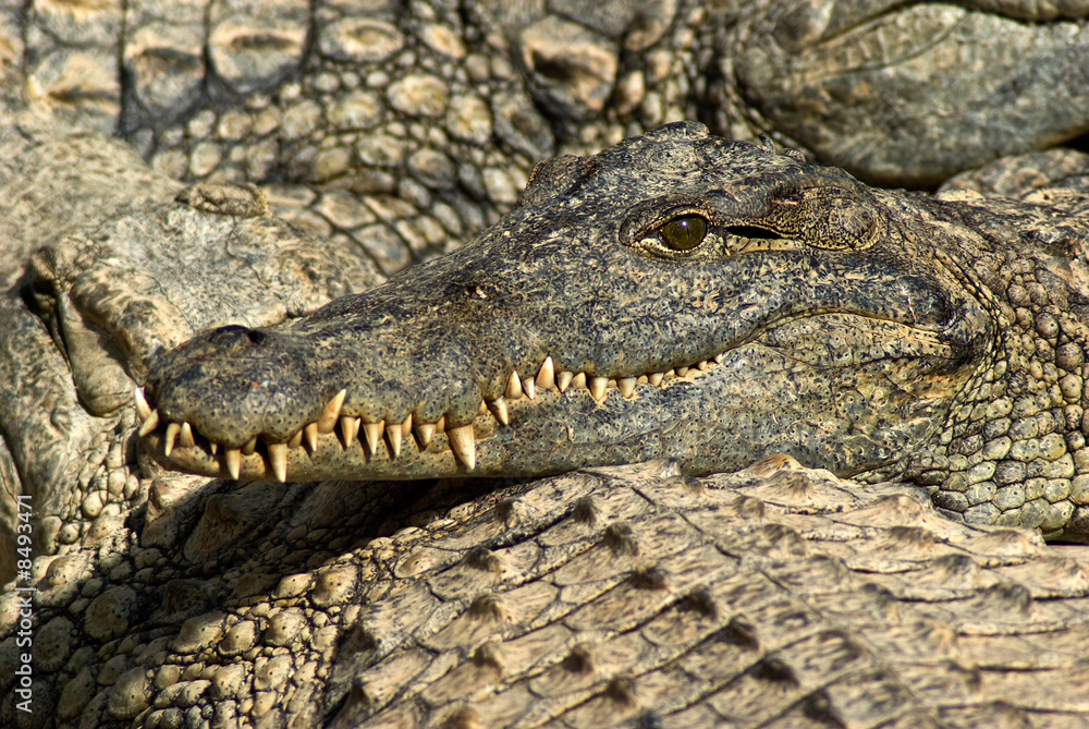 Obraz premium crocodiles du nil