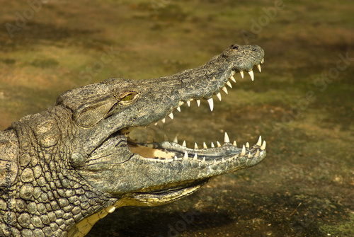 crocodiles du nil © B.Bouvier