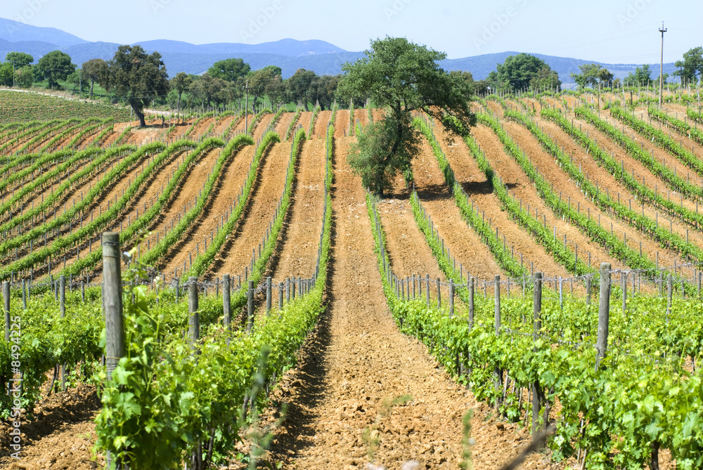 Tuscan vineyards