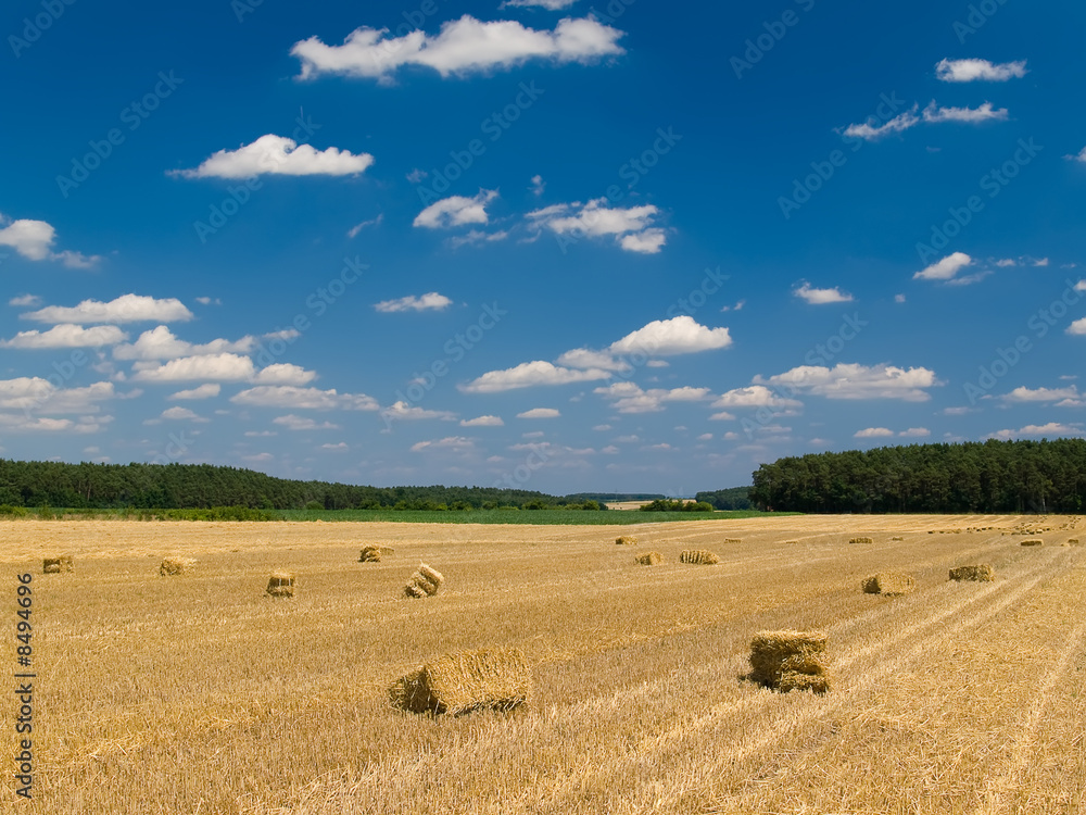 mowed wheat field