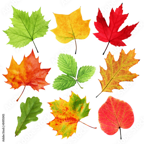 Colorful leaves isolated on white