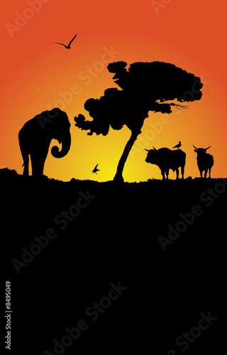 african sunset  vector illustration