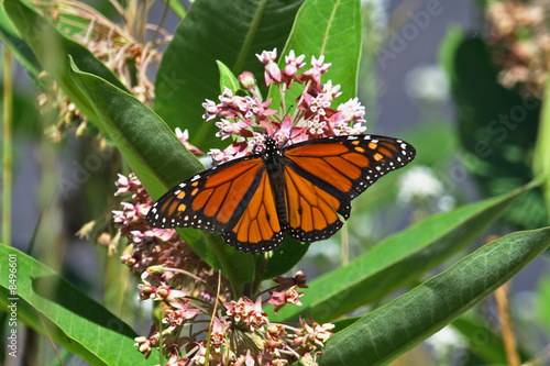 Monarch butterfly on a milkweed plant