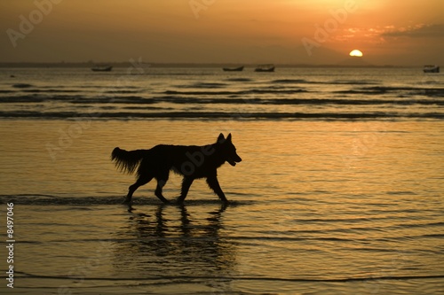 Doggy Silhouette © Daniel Wiedemann