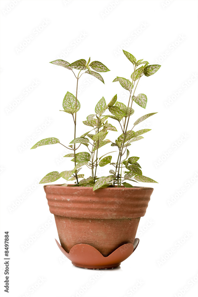 Decorative Plant