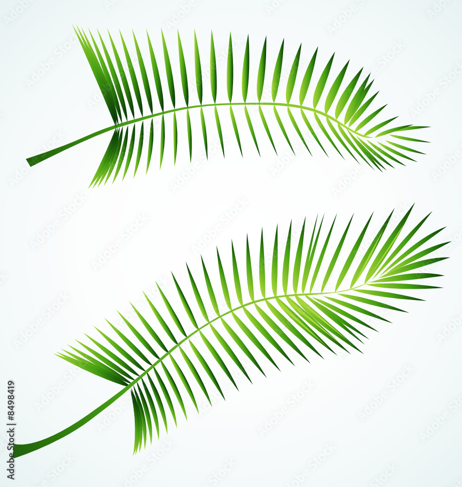 Obraz premium Palme branch