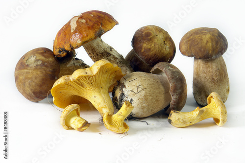 Edible Mushrooms1 photo