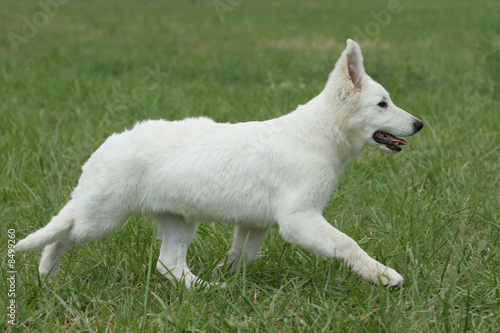 chiot berger blanc suisse