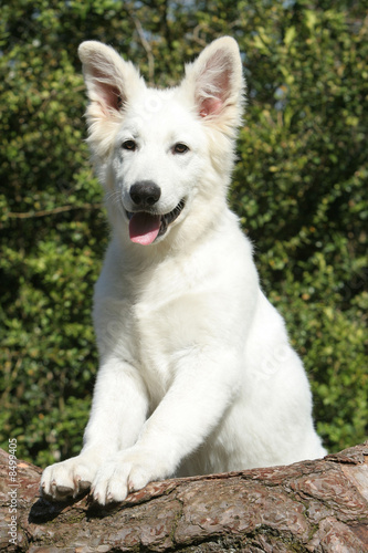 berger blanc suisse © CALLALLOO CANDCY