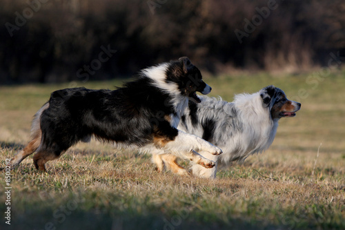 course de deux bergers australiens photo