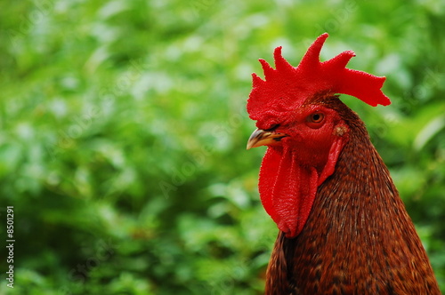 Rooster