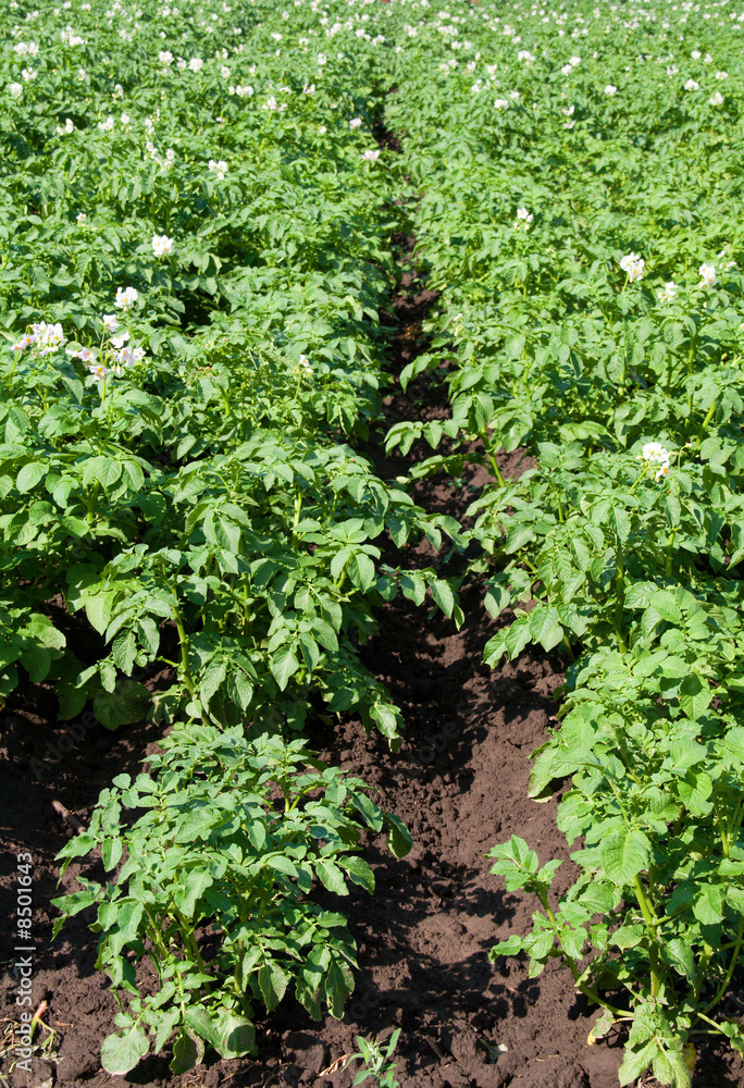 potato field (rows of potato plants) potato field (rows of potato plants)