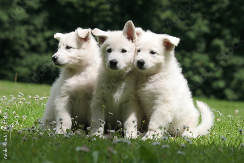 chiot berger blanc suisse