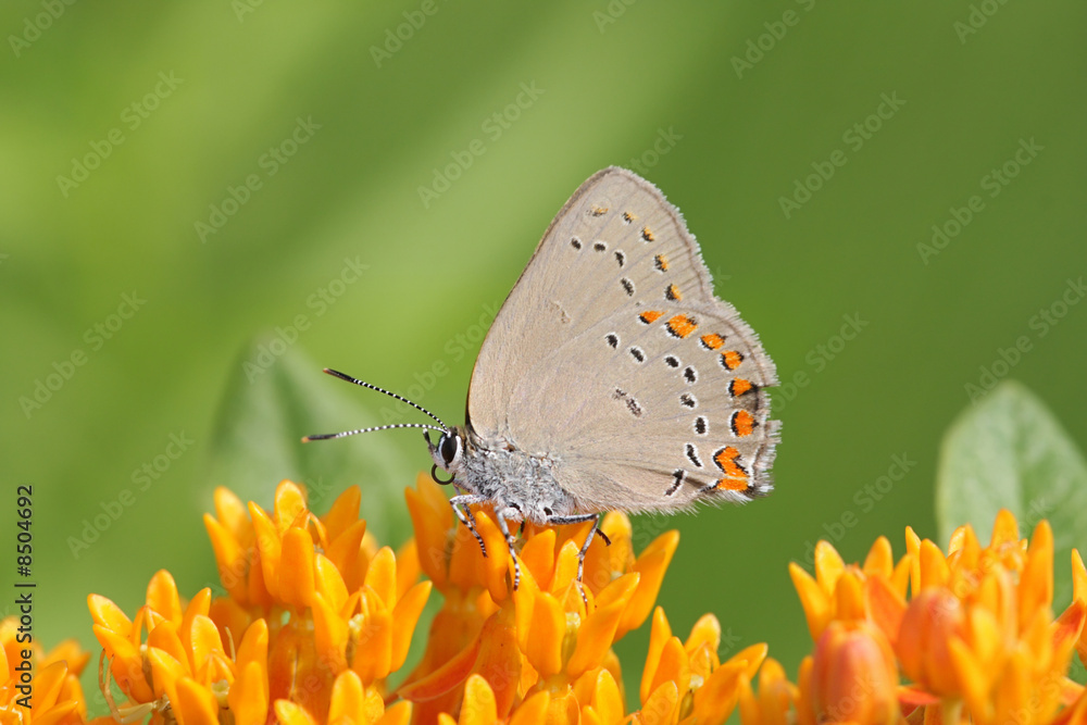 Obraz premium Coral Hairstreak Butterfly (Satyrium titus) on Milkweed Flowers