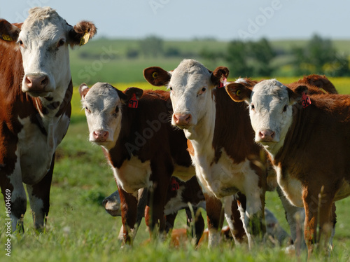 Dairy Cows in a Herd © kreefax