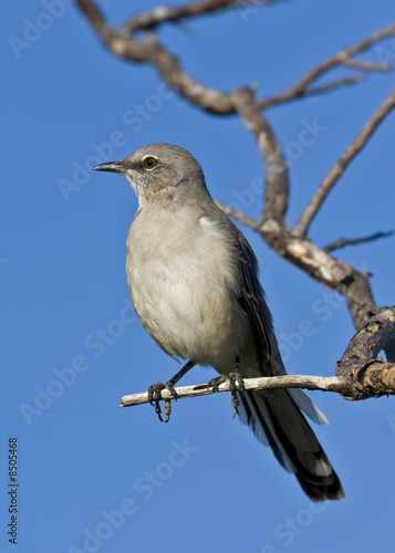 Photo A perched mockingbird