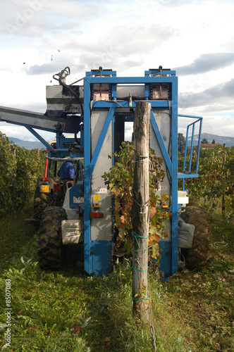 Vendemmia automatizzata - Colli Orientali del Friuli