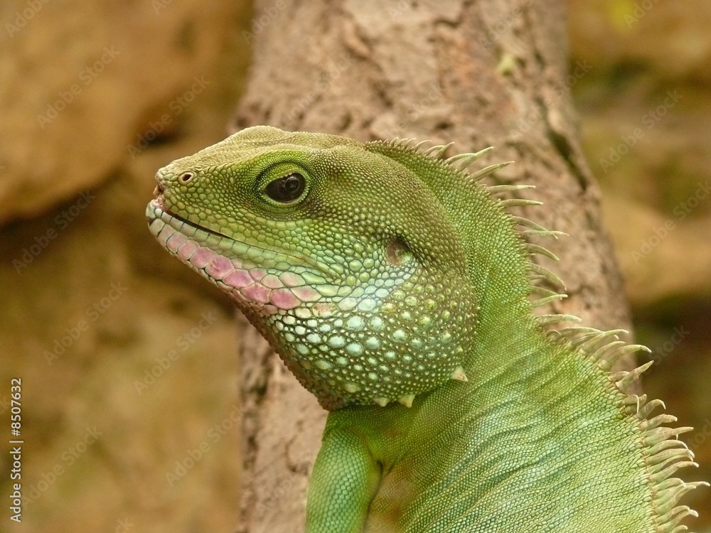 Fototapeta premium Leguan