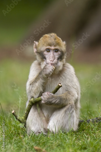 Baby Monkey