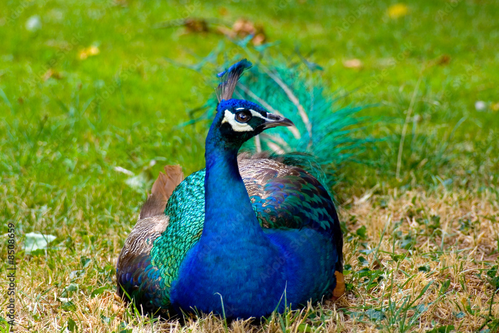 custom made wallpaper toronto digital4918