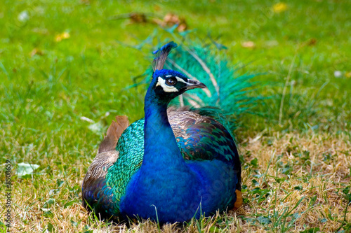 Wallpaper Mural 4918 Torontodigital.ca