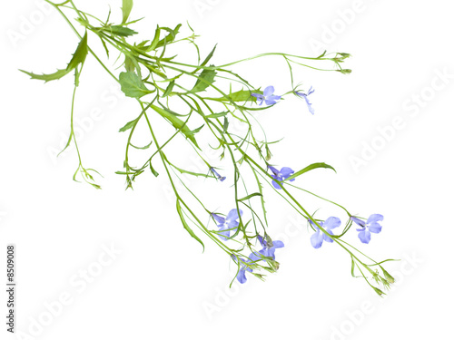 trailing lobelia plants isolated on white background. alternativ