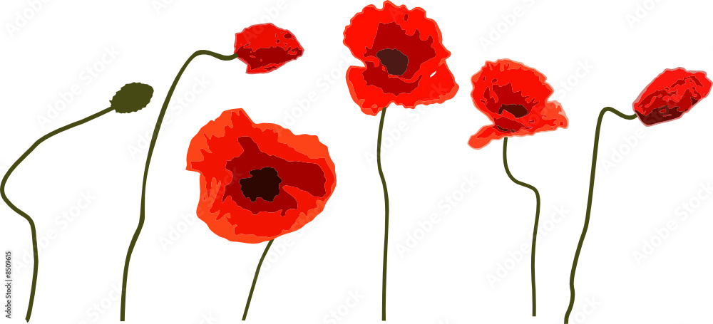 Coquelicots sur fond blanc (vecteur)