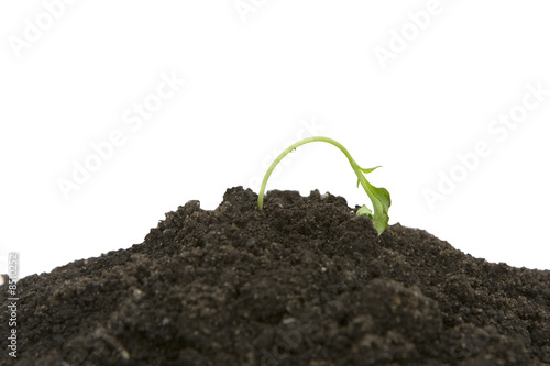 young sprouting plant getting dried out