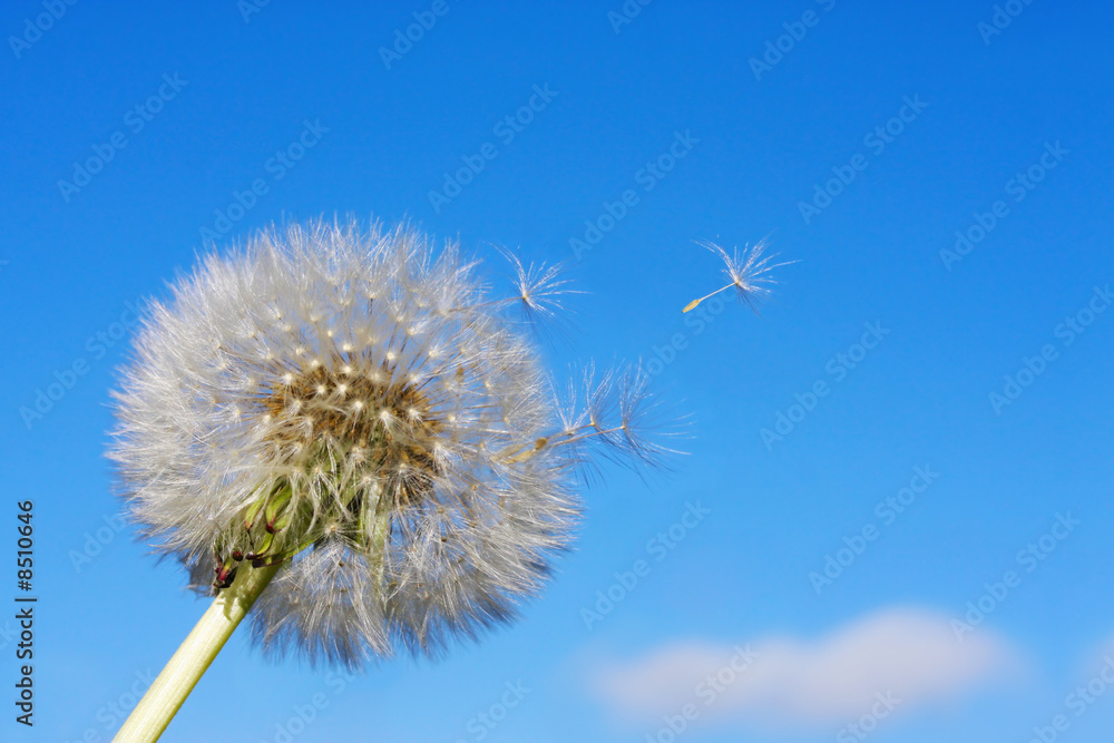 Dandelion