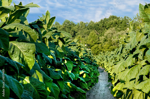 Tobacco Field photo