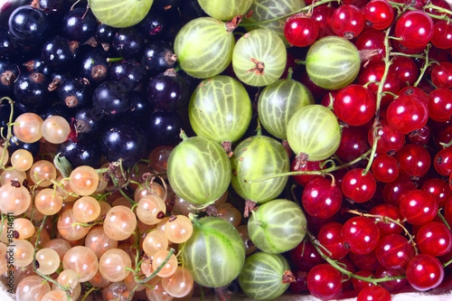 Fresh red, white, black currants and gooseberry