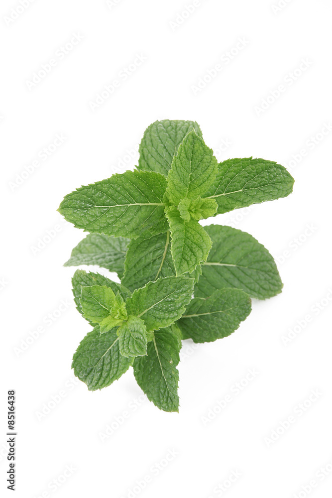 foglie di menta foglie di menta