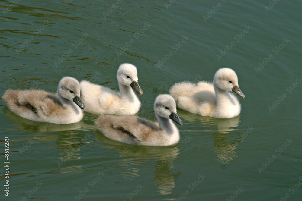 Swan family babies swiming on a green lake surface