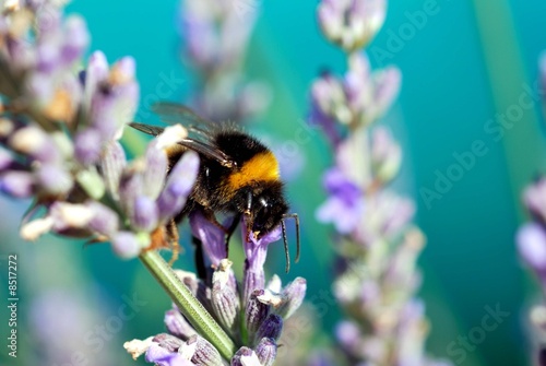 Fototapeta kuchenna abeille
