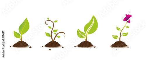 plante set