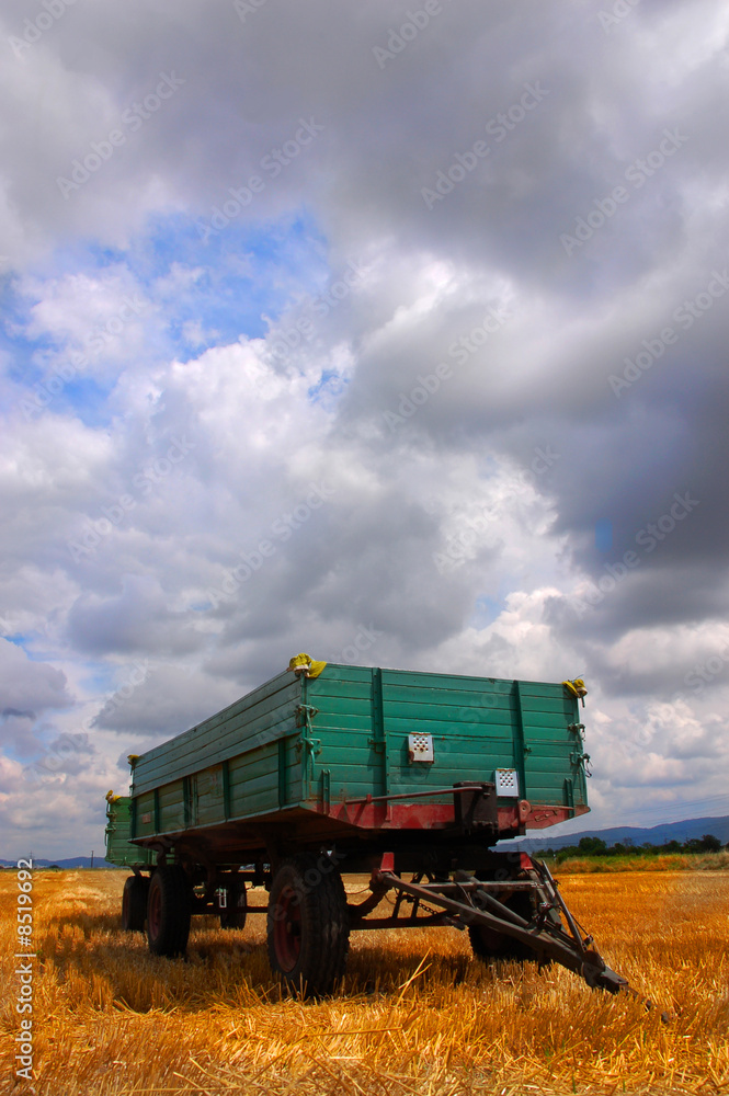 Fototapeta premium Harvest