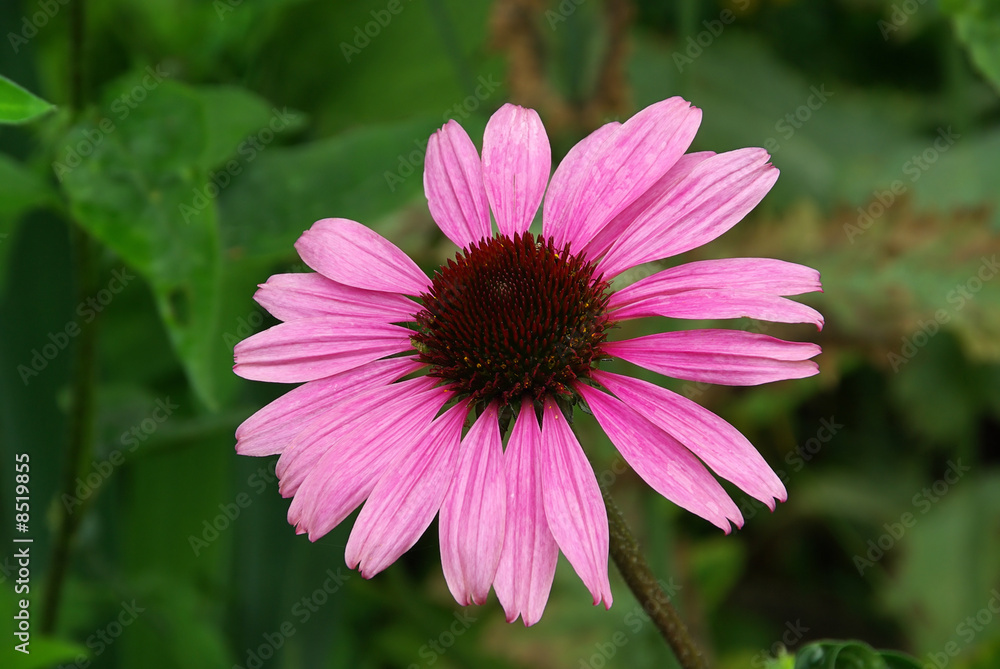 Sonnenhut Purpur - Purple Coneflower 04 Sonnenhut Purpur - Purple Coneflower 04