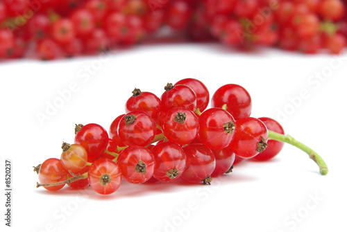 Johannisbeere - currant 14