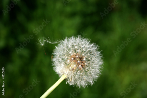 dandelion and seeds