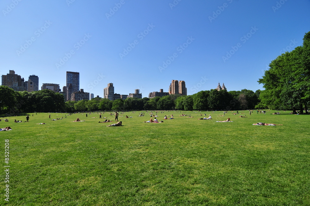Fototapeta premium Central Park and Blue Sky