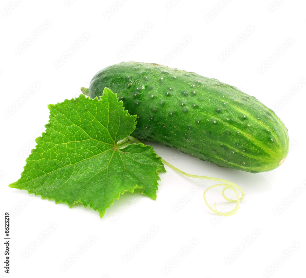 green cucumber vegetable fruit with leaf isolated green cucumber vegetable fruit with leaf isolated
