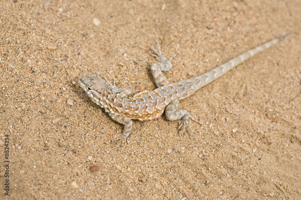 Lizard Lizard