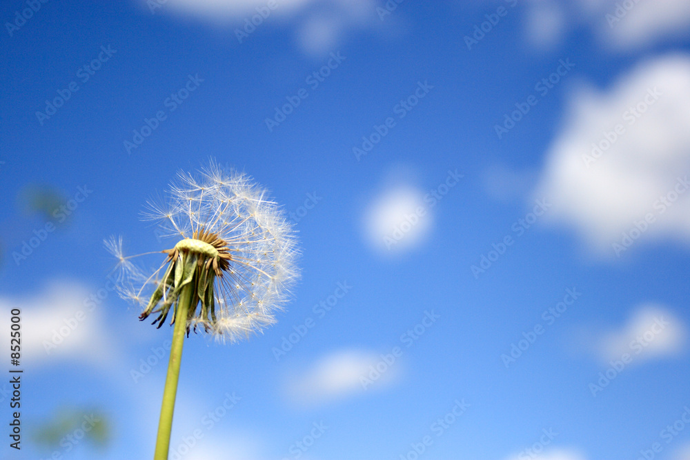 Beautiful dandelion