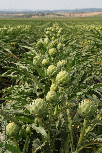 artichoke fields