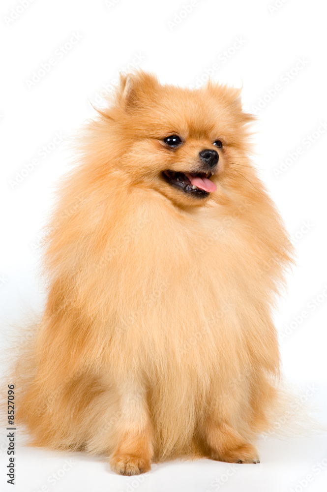 Spitz-dog in studio on a neutral background Spitz-dog in studio on a neutral background