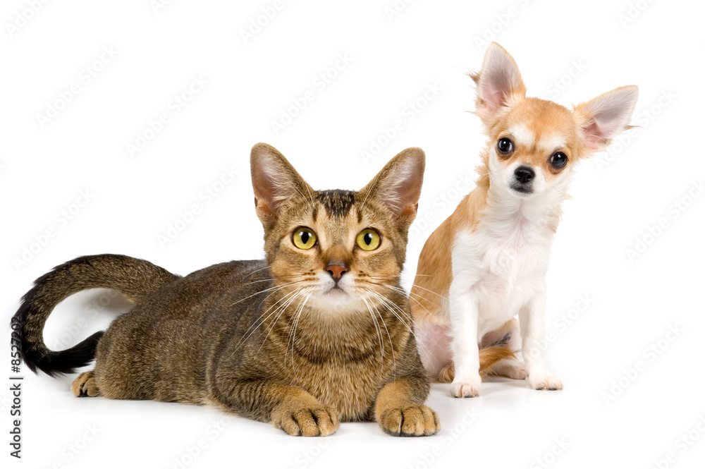 The puppy chihuahua and cat in studio on a neutral background