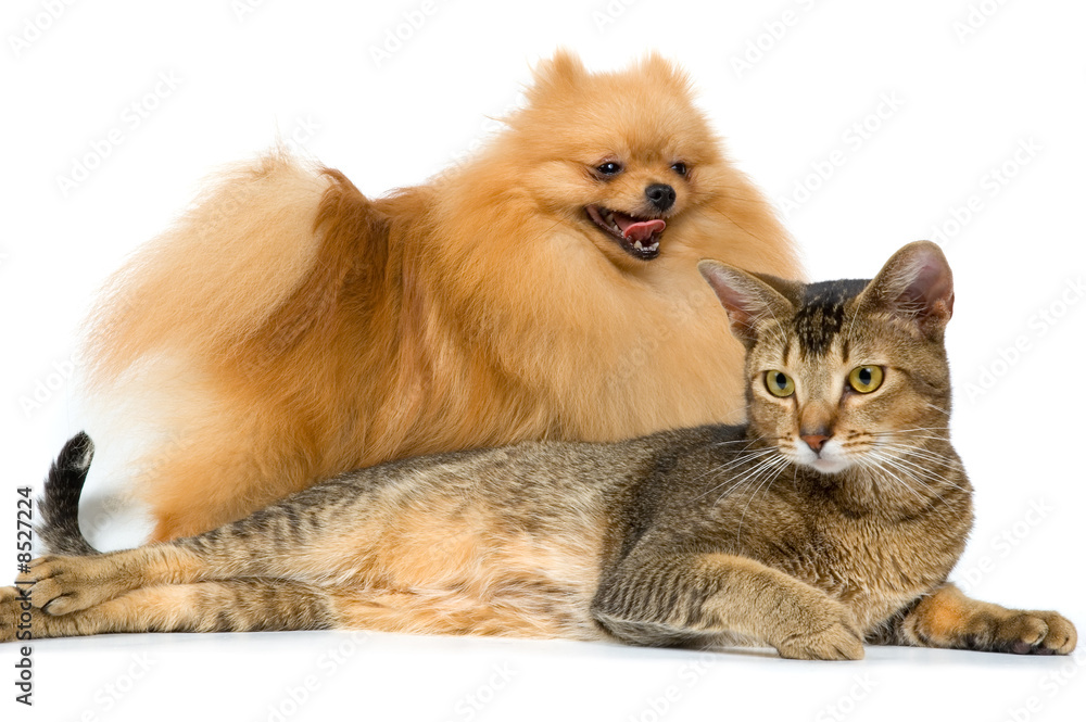 The spitz-dog and cat on a neutral background